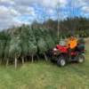 buy christmas tree liquidation pallets in Netherlands