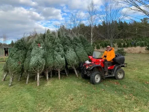 buy christmas tree liquidation pallets in Netherlands